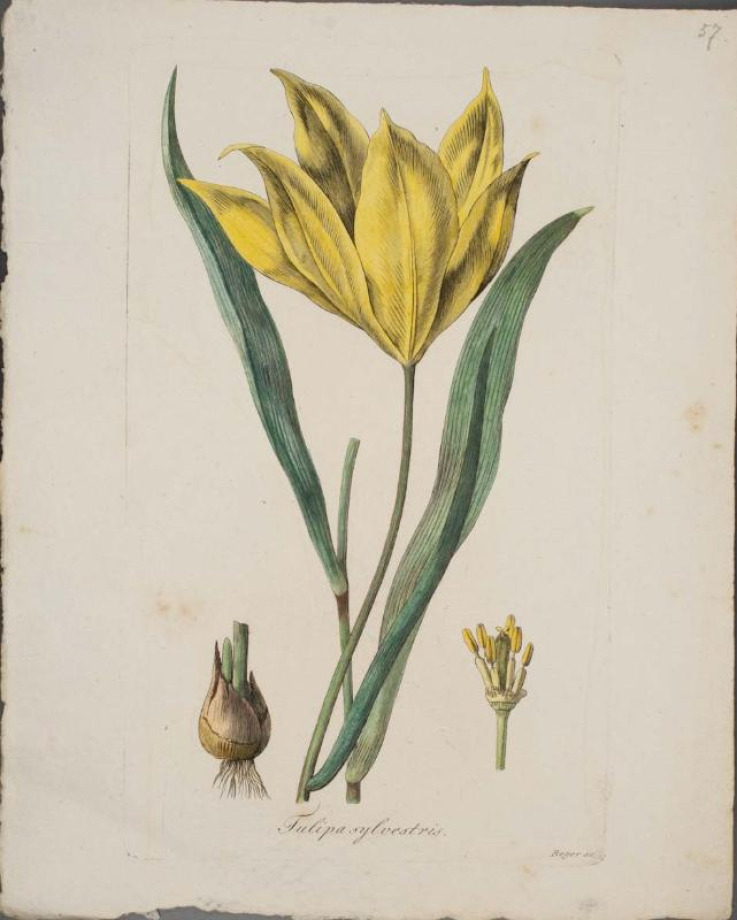 Tulipán lesní