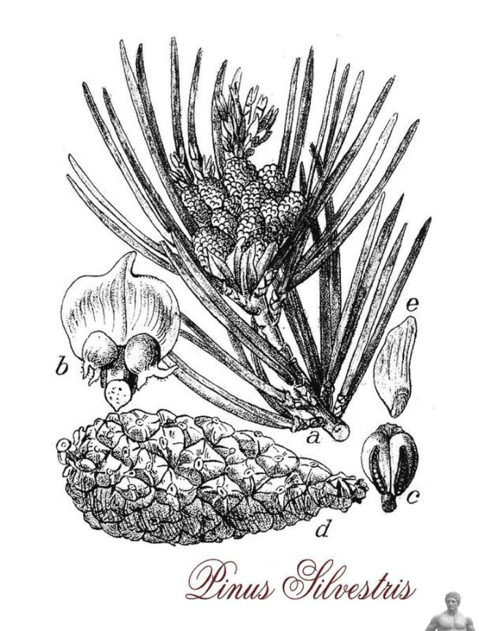 Pinus sylvestris