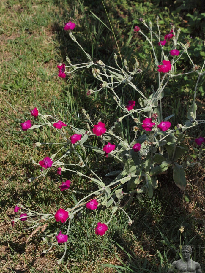 Lychnis coronaria (kohoutek věncový)