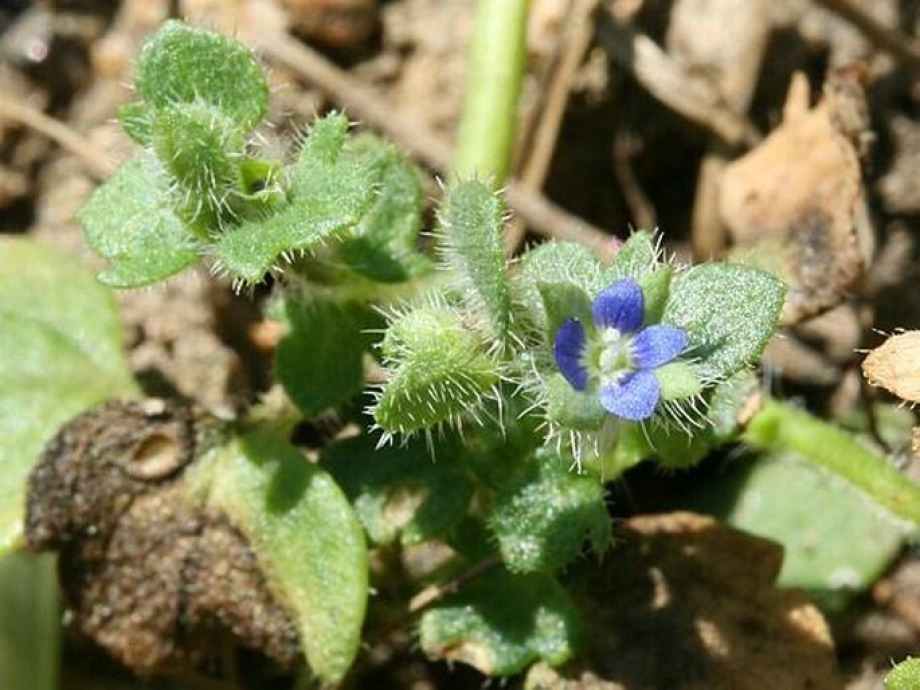 Veronica triloba (rozrazil trojlaločný)